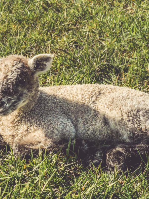 Mit den Lämmern wachsen , 02.05.26, 10-11.30Uhr