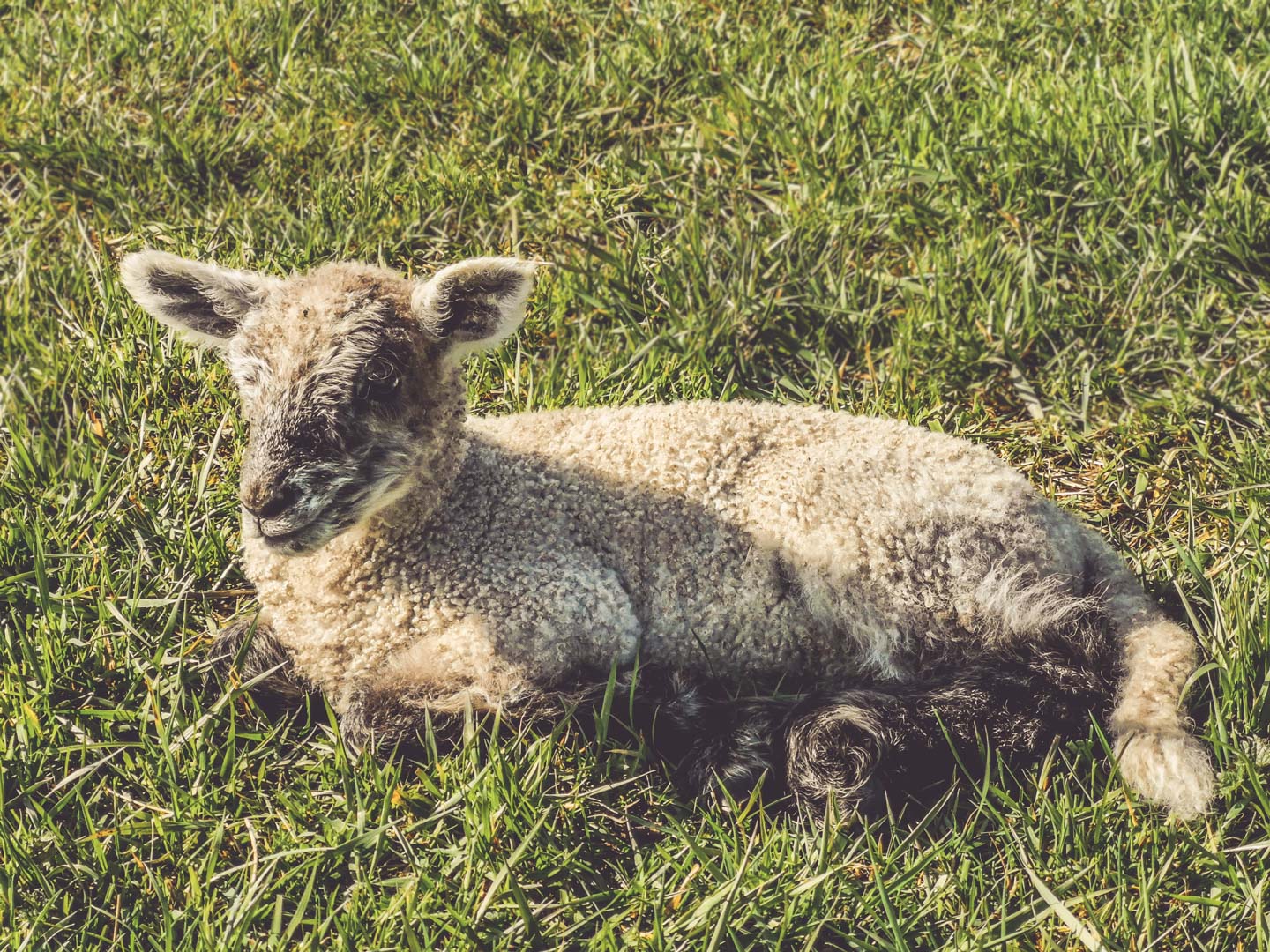 Mit den Lämmern wachsen , 02.05.26, 10-11.30Uhr