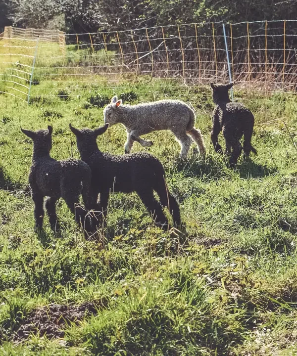 Schnuppertermin Streuobstbande