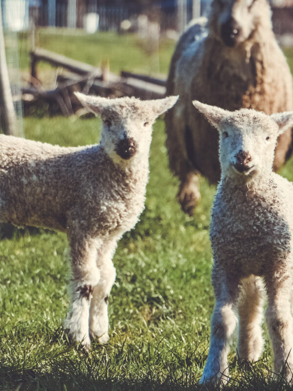 Tag der Lämmer, 11.4.26, 10-11.30Uhr