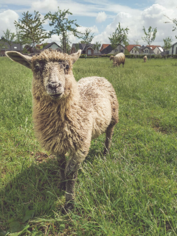 Mit den Lämmern wachsen , 15.08.26, 10-11.30Uhr