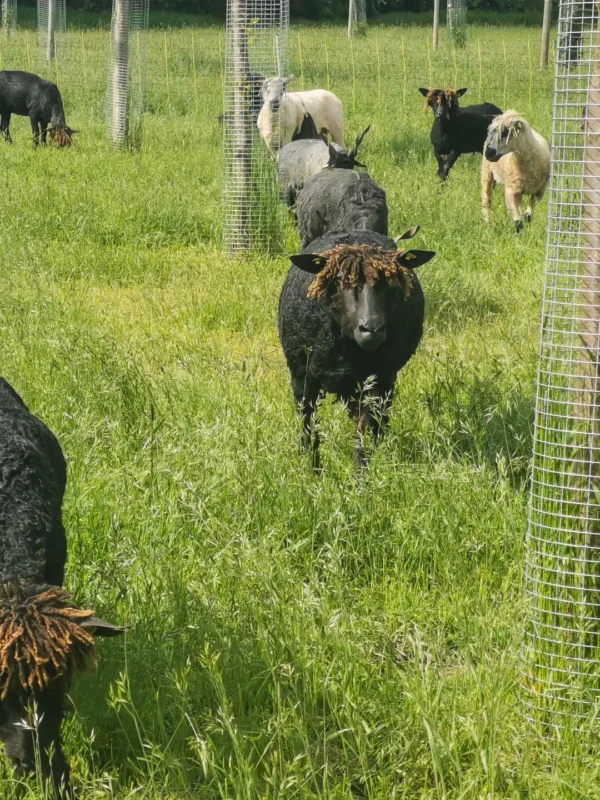 Mit den Schafen durch das Jahr - Der Sommer kommt