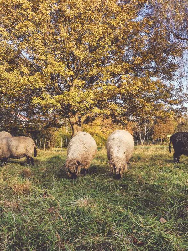 Die Schafe und ihre Streuobstwiese im Herbst