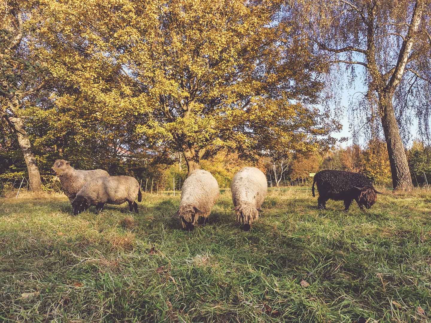 Die Schafe und ihre Streuobstwiese im Herbst