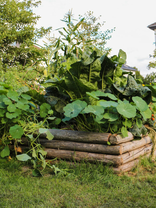 Wurzelzwerge im Herbst, 30.09.26. 10-12 Uhr